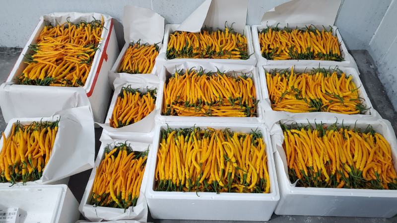 鲜辣椒基地直发一手货源黄色线椒