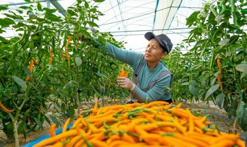 鲜辣椒基地直发一手货源黄色线椒