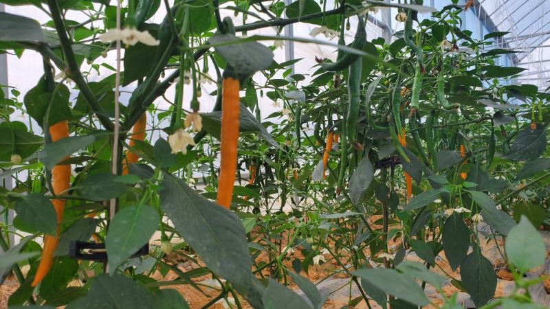 鲜辣椒基地直发一手货源黄色线椒