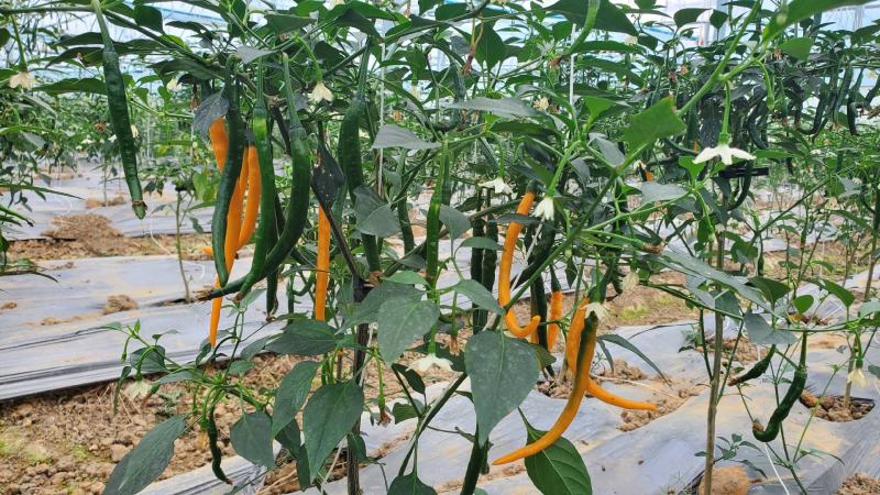 鲜辣椒基地直发一手货源黄色线椒