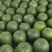迷你小冬