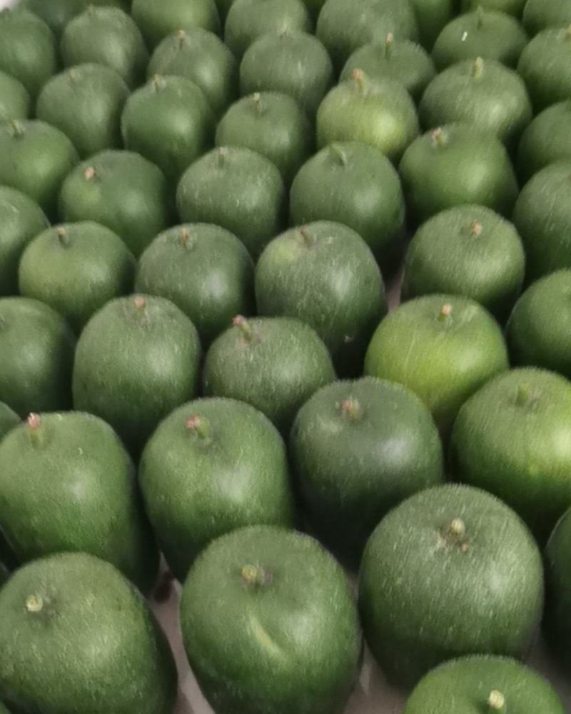 迷你小冬