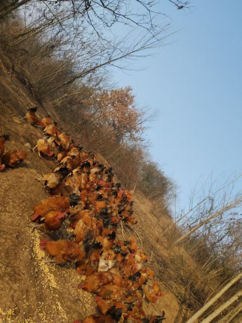跑山鸡