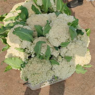 花菜，，，松花青梗