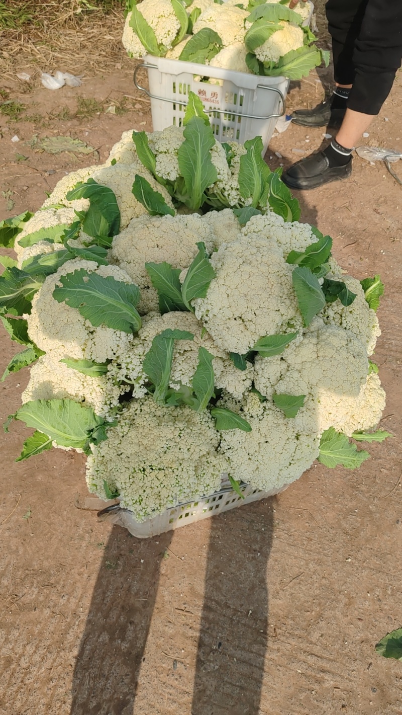 花菜，，，松花青梗
