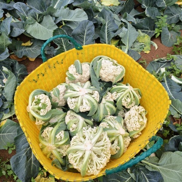 西蓝花
