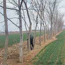 6-7年绒花树，合欢树140株