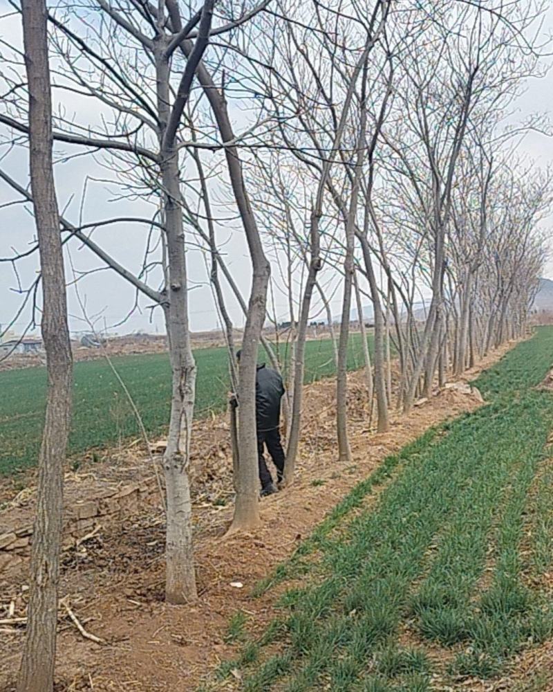 6-7年绒花树，合欢树140株