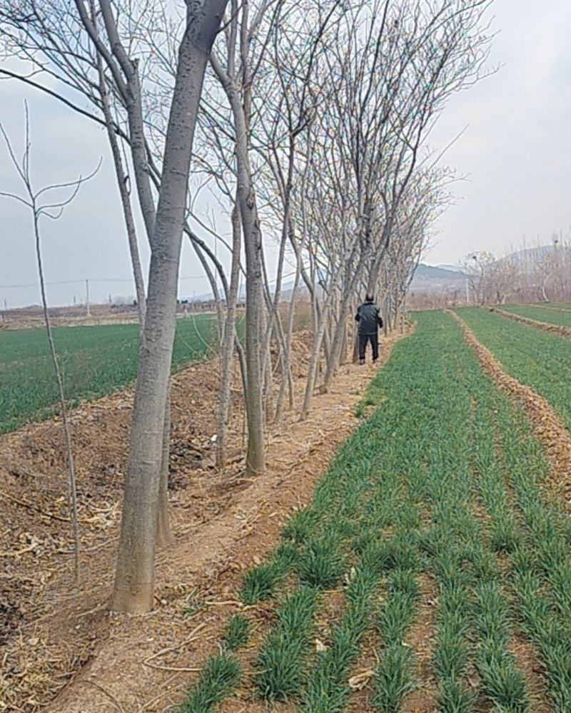 6-7年绒花树，合欢树140株