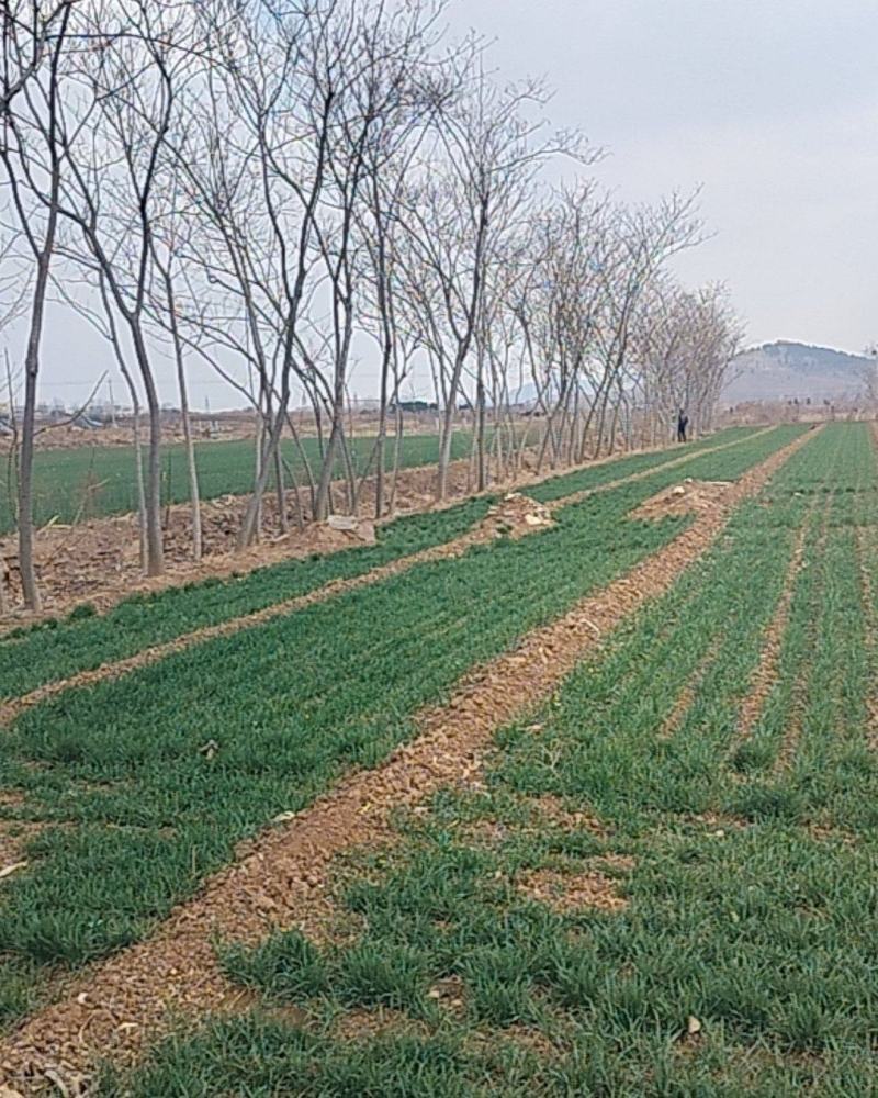 6-7年绒花树，合欢树140株