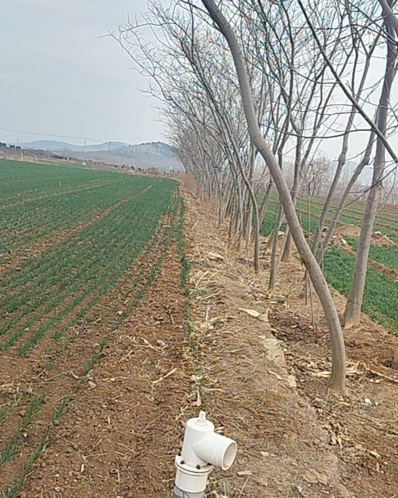 6-7年绒花树，合欢树140株