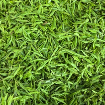 茶叶鲜叶，品种：9号茶和108号茶