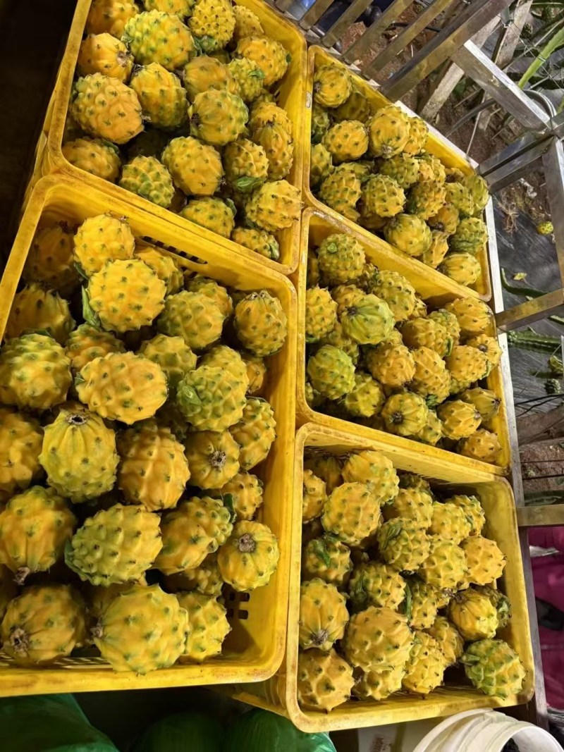 燕窝果