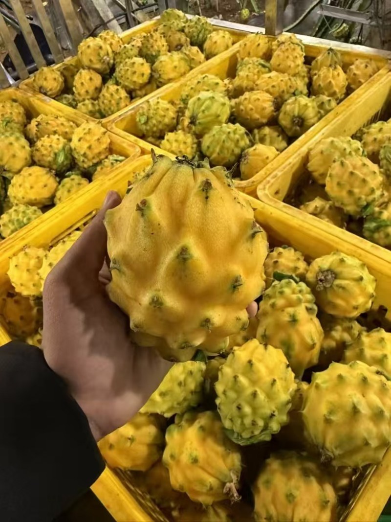 燕窝果