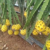 燕窝果