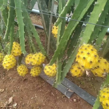 燕窝果