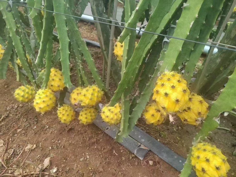 燕窝果