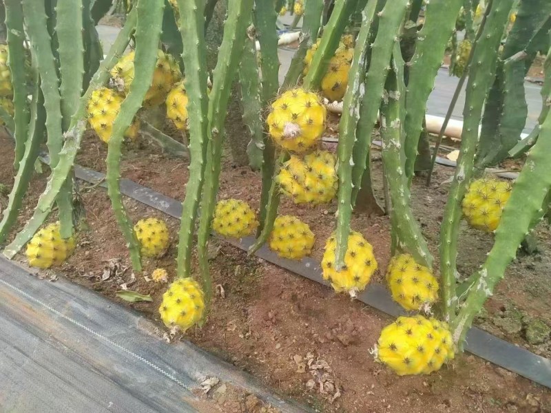 燕窝果