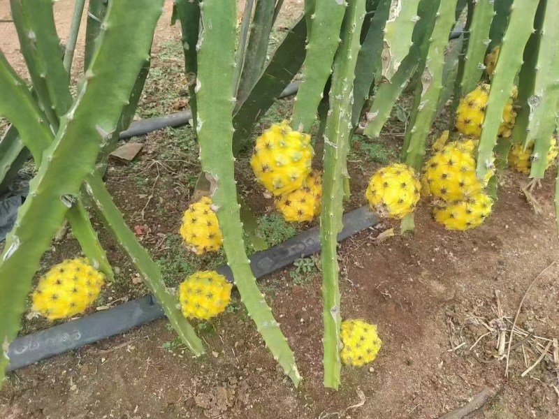 燕窝果