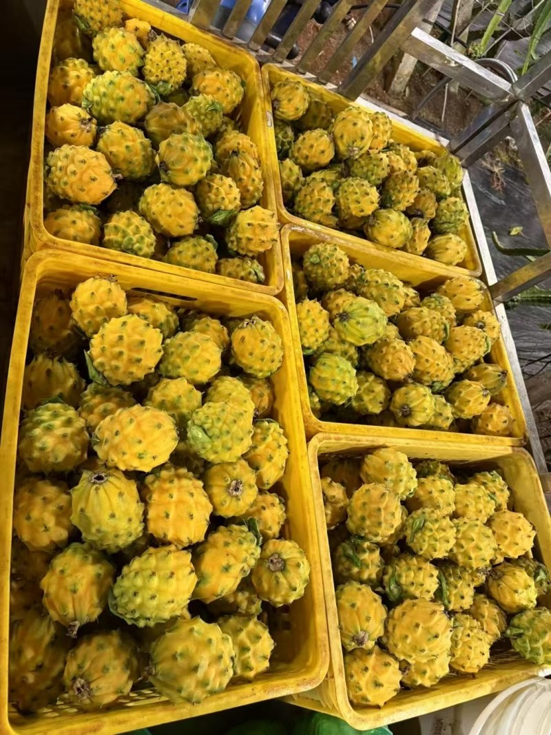 燕窝果