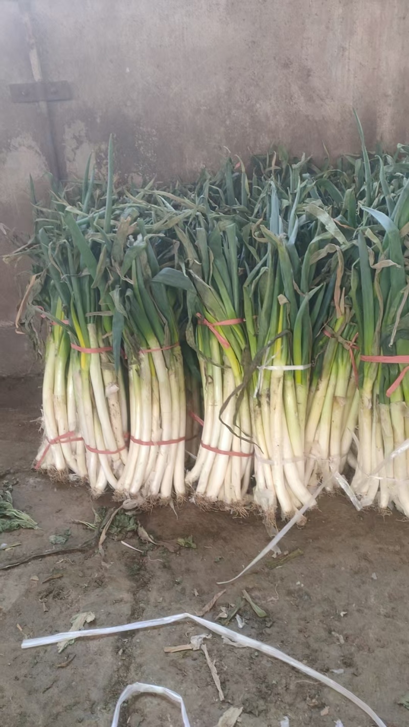 大量现货