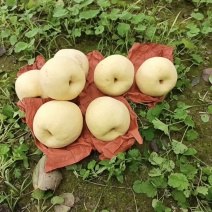 山西酥梨