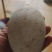 鹅蛋，鹅种蛋