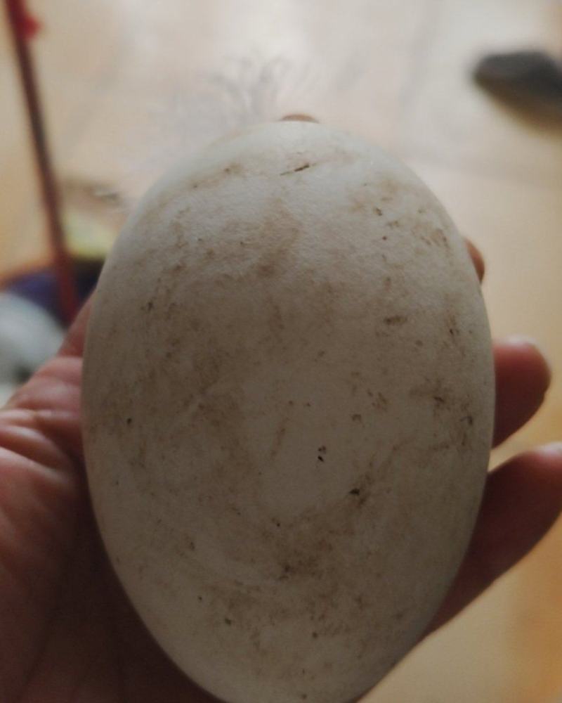 鹅蛋，鹅种蛋