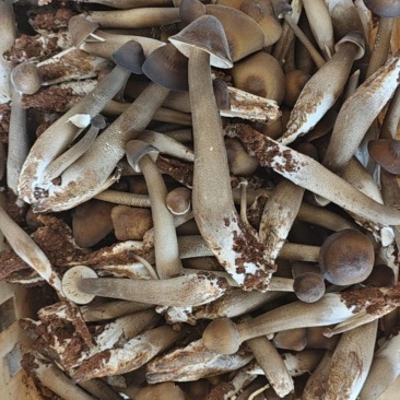 鸡枞菌