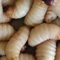竹虫