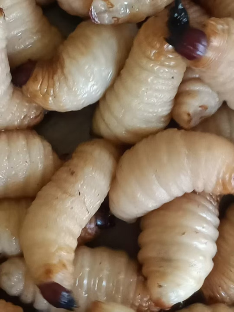 竹虫