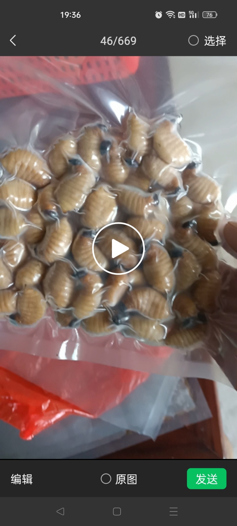 竹虫