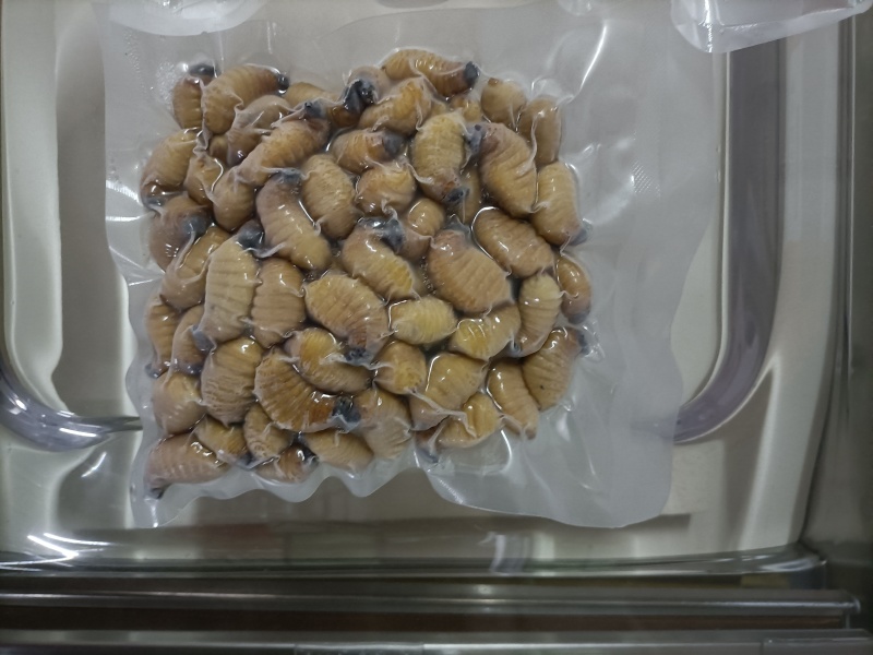 竹虫