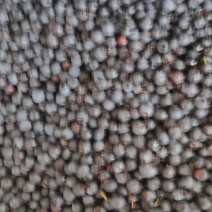 新鲜蓝莓