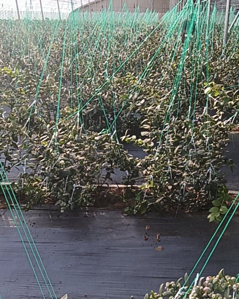 山东蓝莓