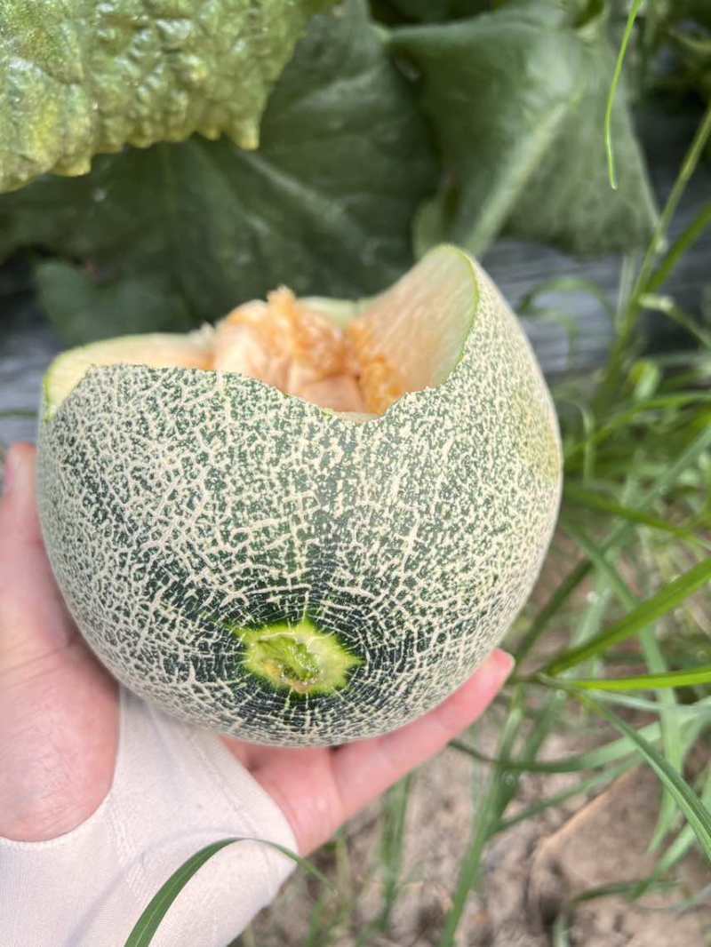 麻纹略淡，糖度达标，42为主
