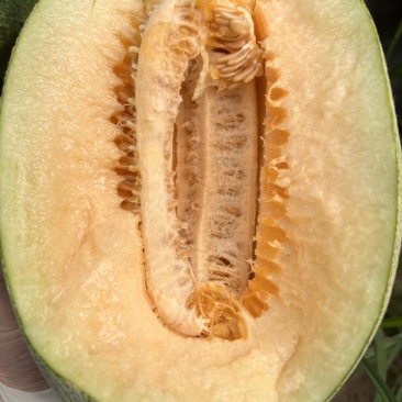麻纹略淡，糖度达标，42为主