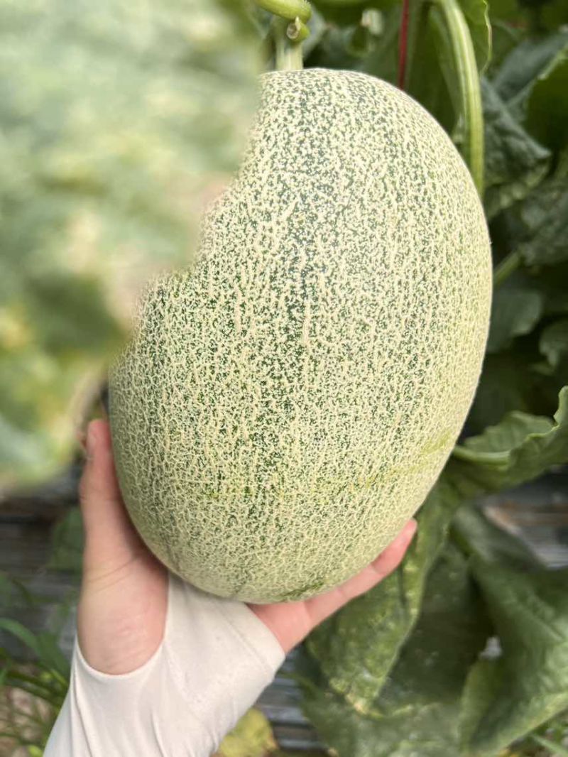 麻纹略淡，糖度达标，42为主