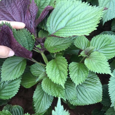 灵山新鲜紫苏