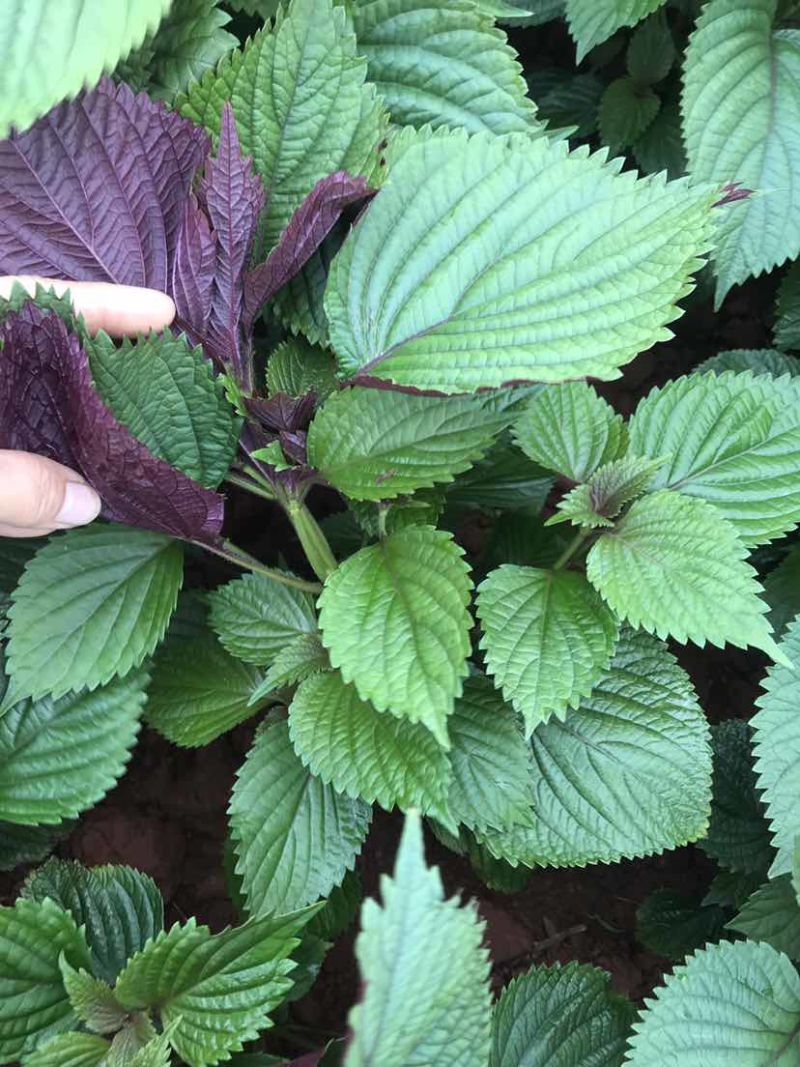 灵山新鲜紫苏