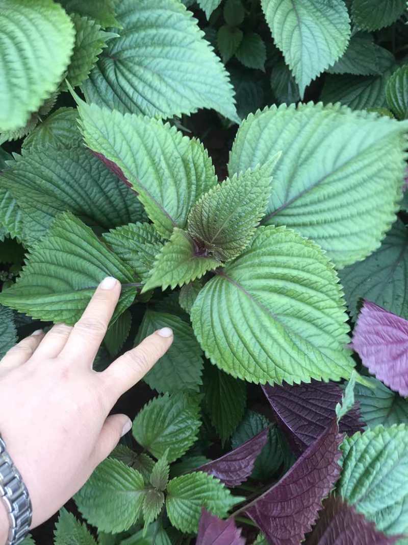 灵山新鲜紫苏