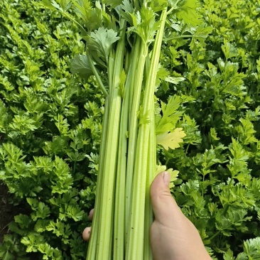 芹菜高原夏菜