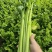 芹菜高原夏菜