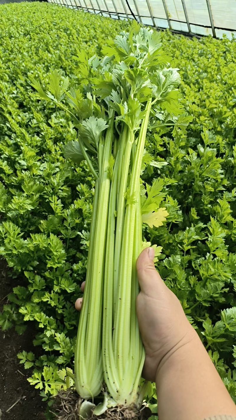 芹菜高原夏菜