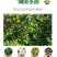 攸县山茶油