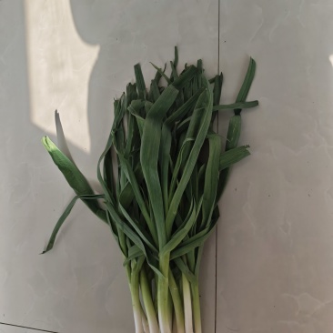 大棚红根蒜苗