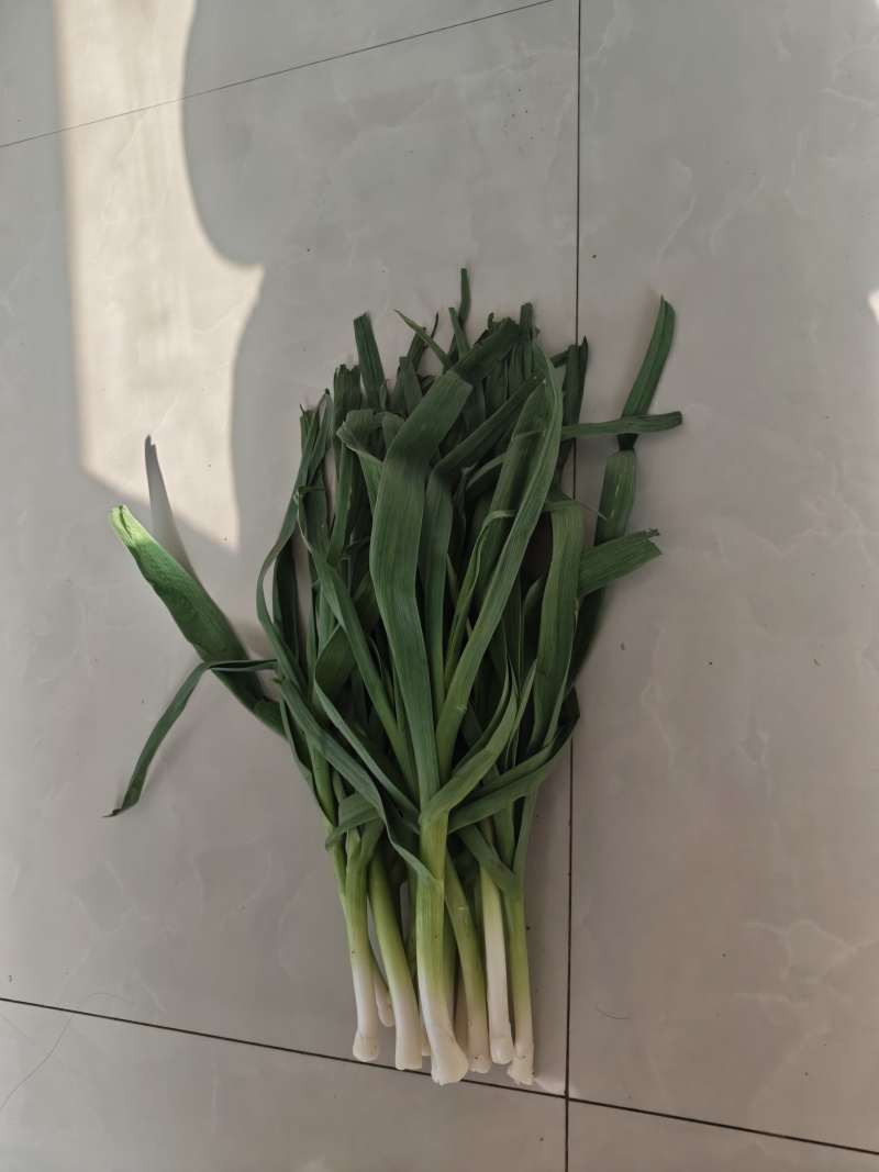 大棚红根蒜苗