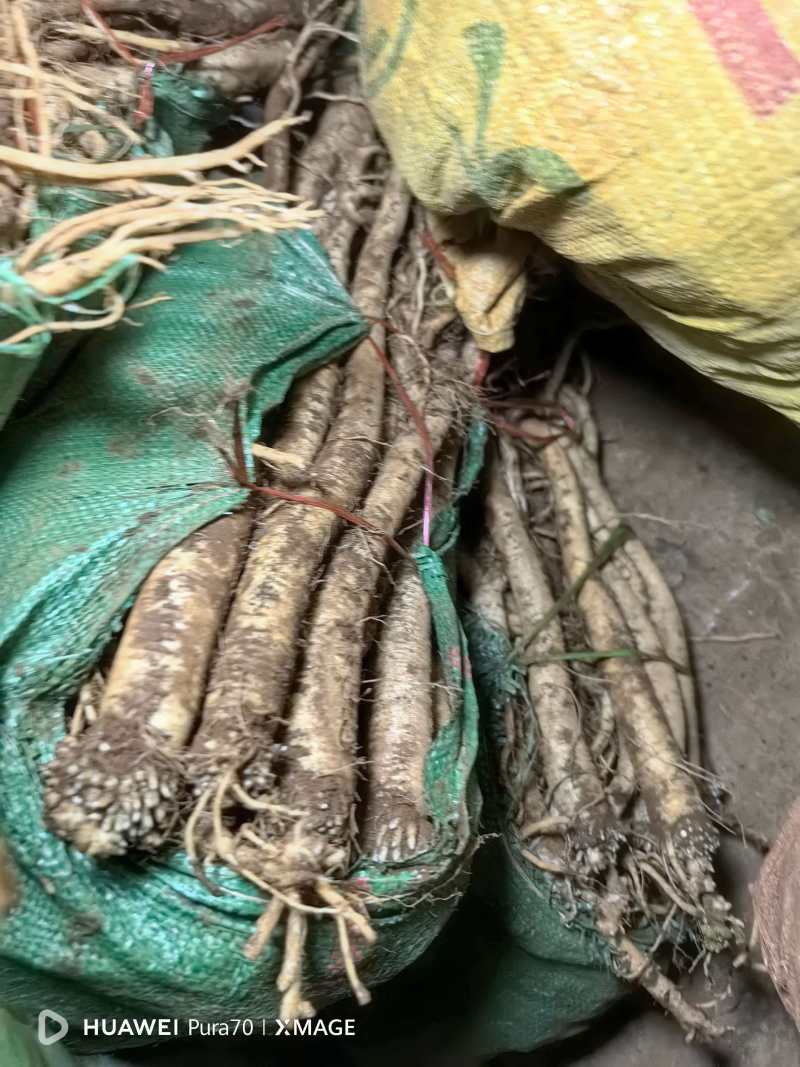 寻甸臭参，大洋芋，黄玉米🌽，