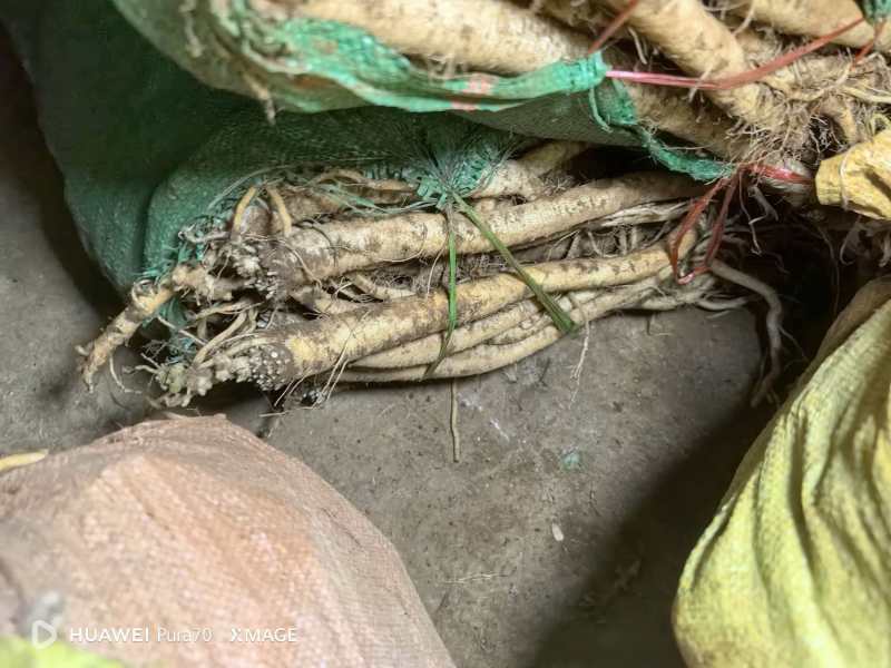寻甸臭参，大洋芋，黄玉米🌽，