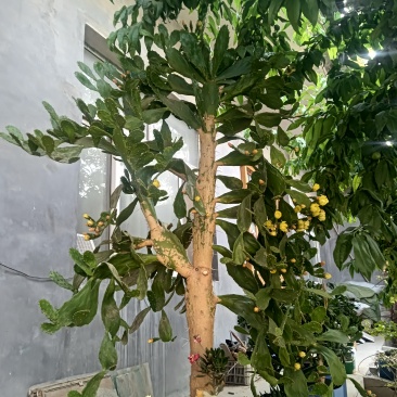 山东莘县西瓜，黄瓜，茄子，辣椒，豆角冬瓜，甜瓜，